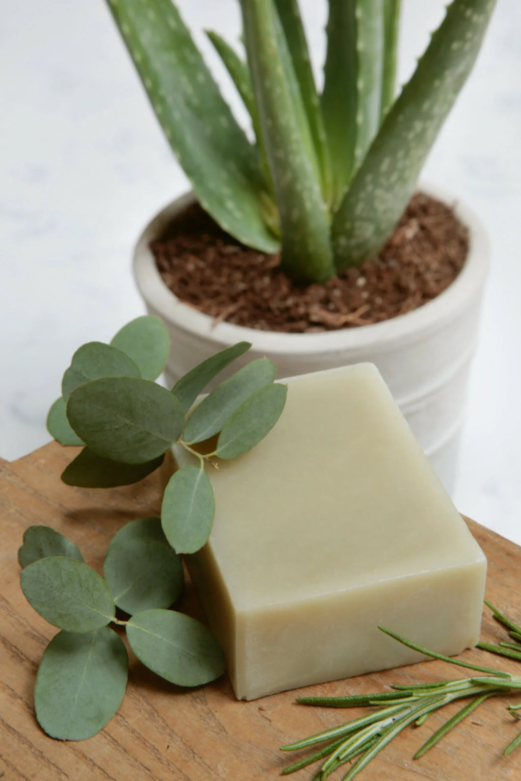 Misty Aloe